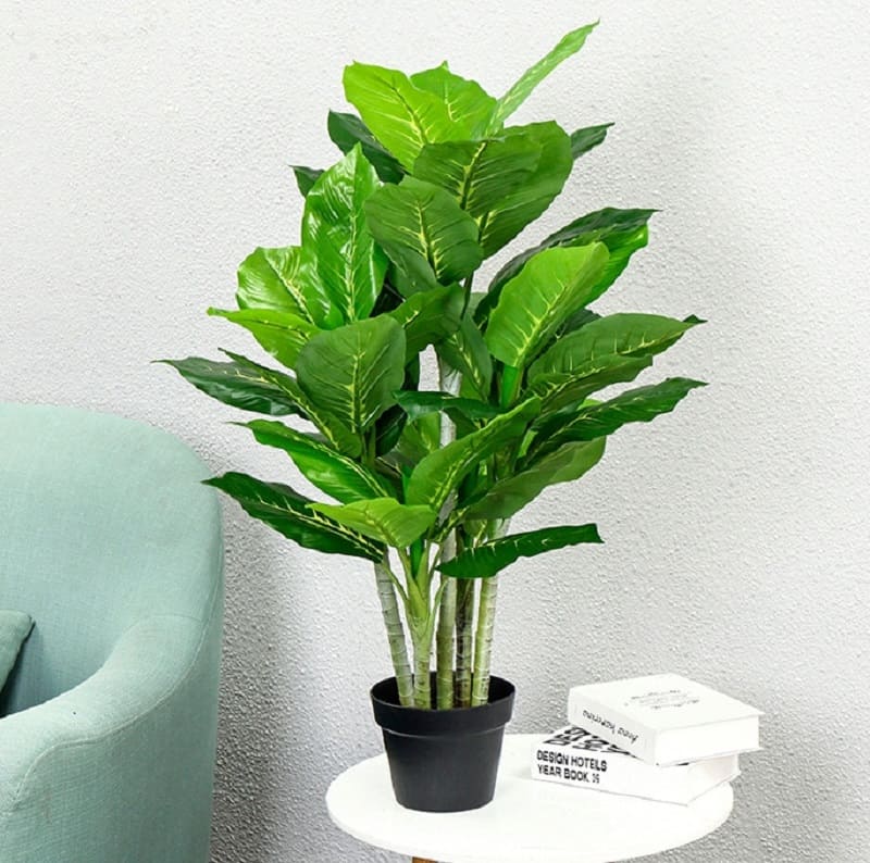 chăm sóc cây trong môi trường máy lạnh