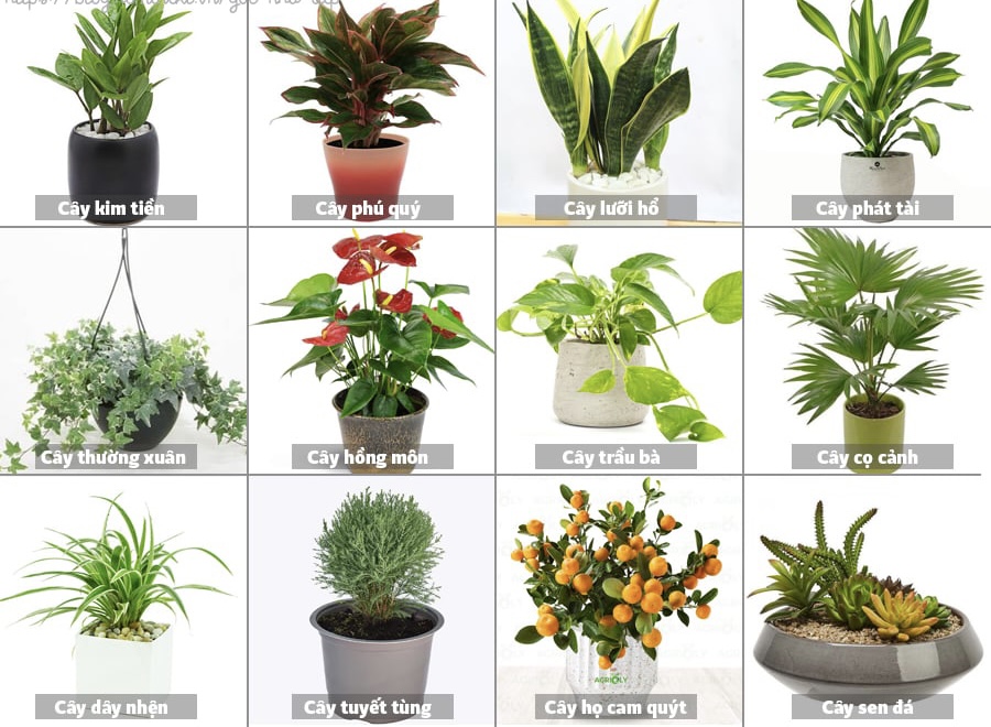 Bảng giá thuê cây xanh văn phòng
