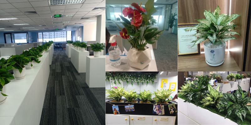 Ứng dụng phổ biến của thuê cây