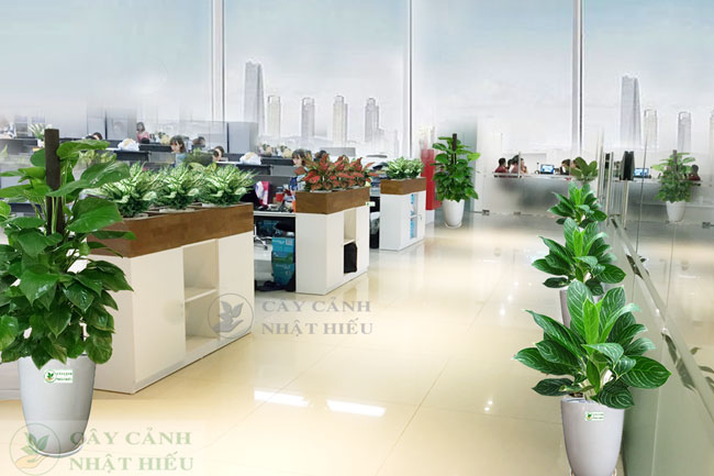 Ứng dụng phổ biến của thuê và mua cây trong thực tế
