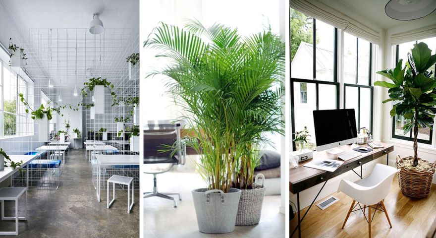 Ứng dụng phổ biến của dịch vụ thuê cây