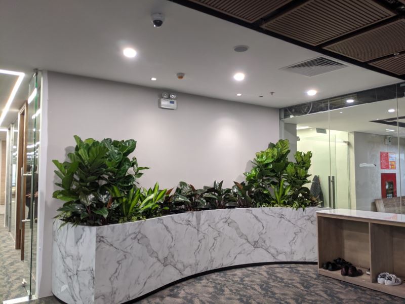 thuê cây cảnh rẻ hơn tự mua