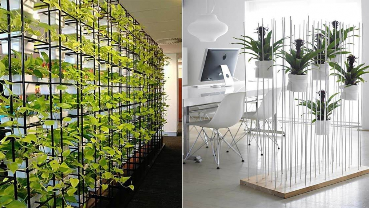 bí quyết duy trì cây xanh đẹp