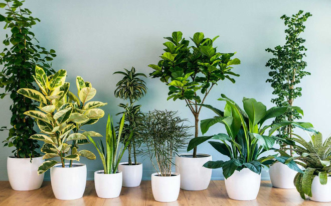 Loại cây văn phòng nào giúp lọc không khí