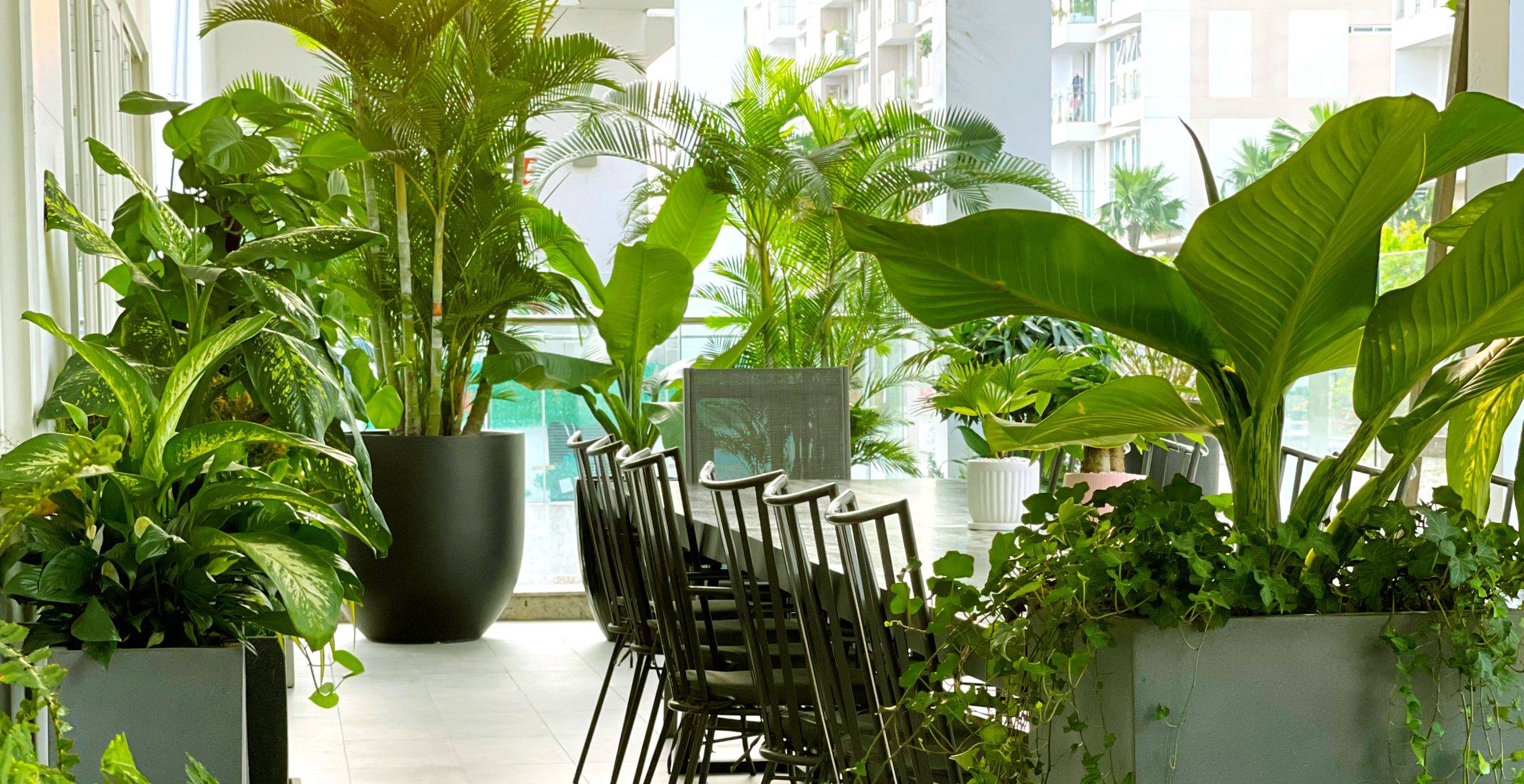 cây thuê trang trí sự kiện