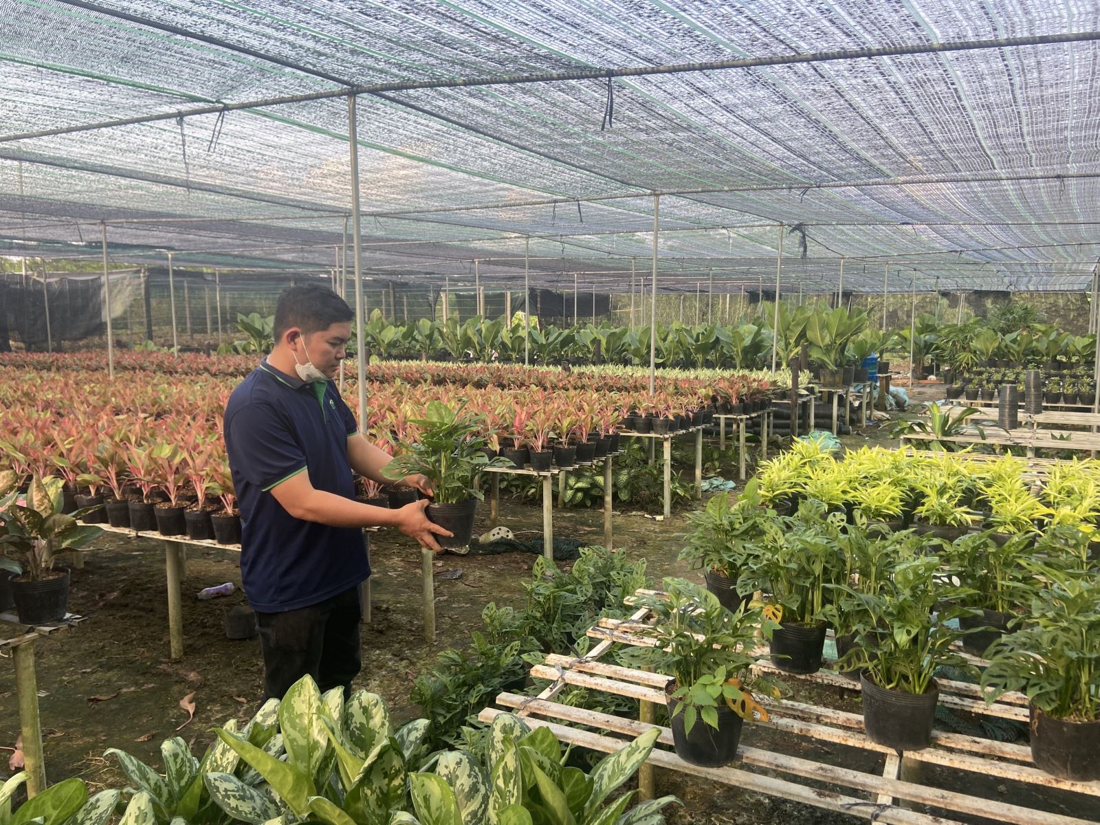 Bảo dưỡng cây xanh định kỳ