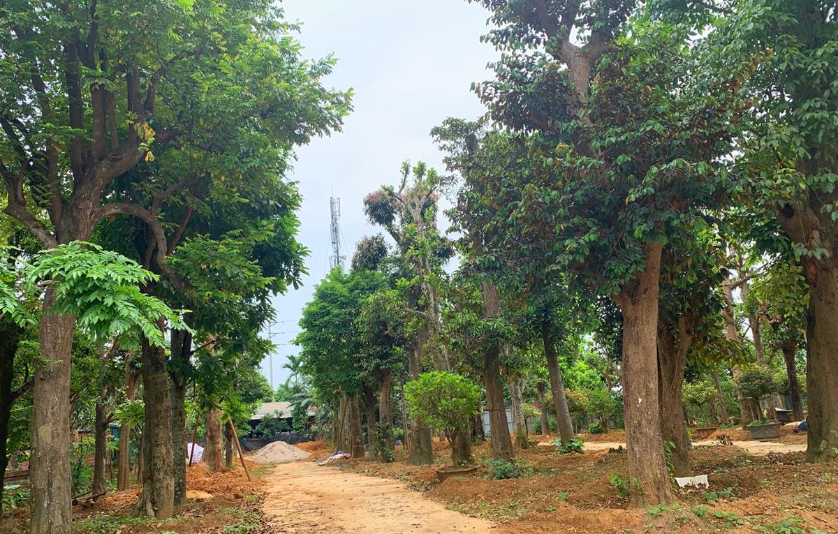 Dịch Vụ Bảo Dưỡng Cây Định Kỳ