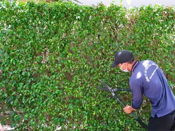 Dịch Vụ Bảo Dưỡng Cây Định Kỳ