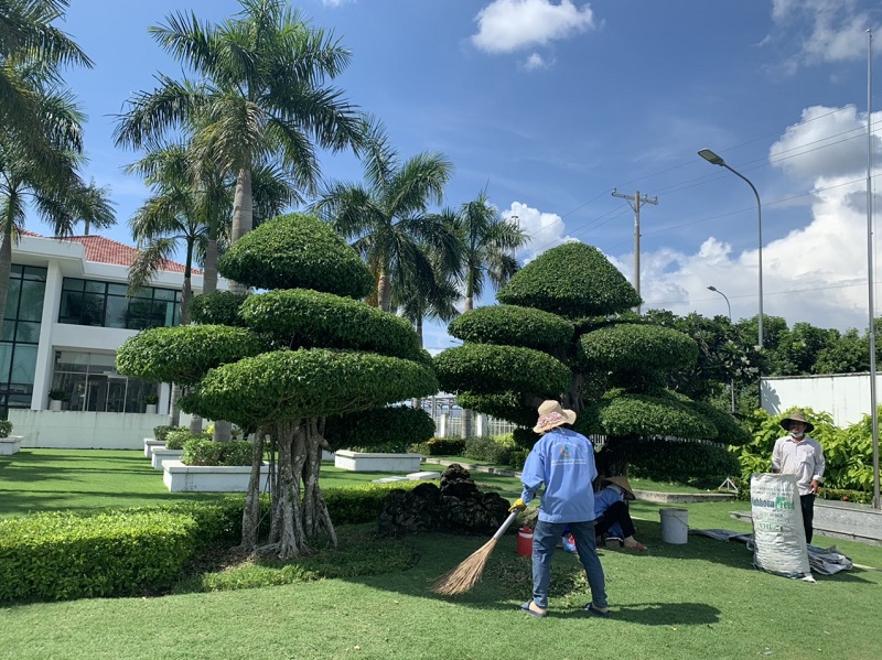 Dịch vụ chăm sóc cảnh quan tại Hà Nội