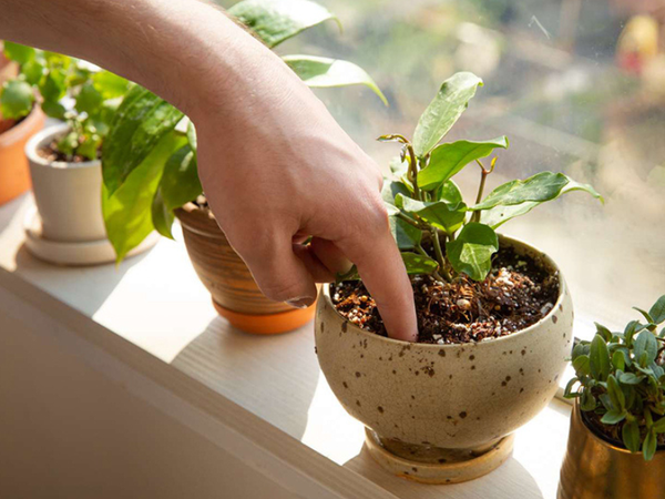 Chăm sóc cây xanh tại Hà Nội