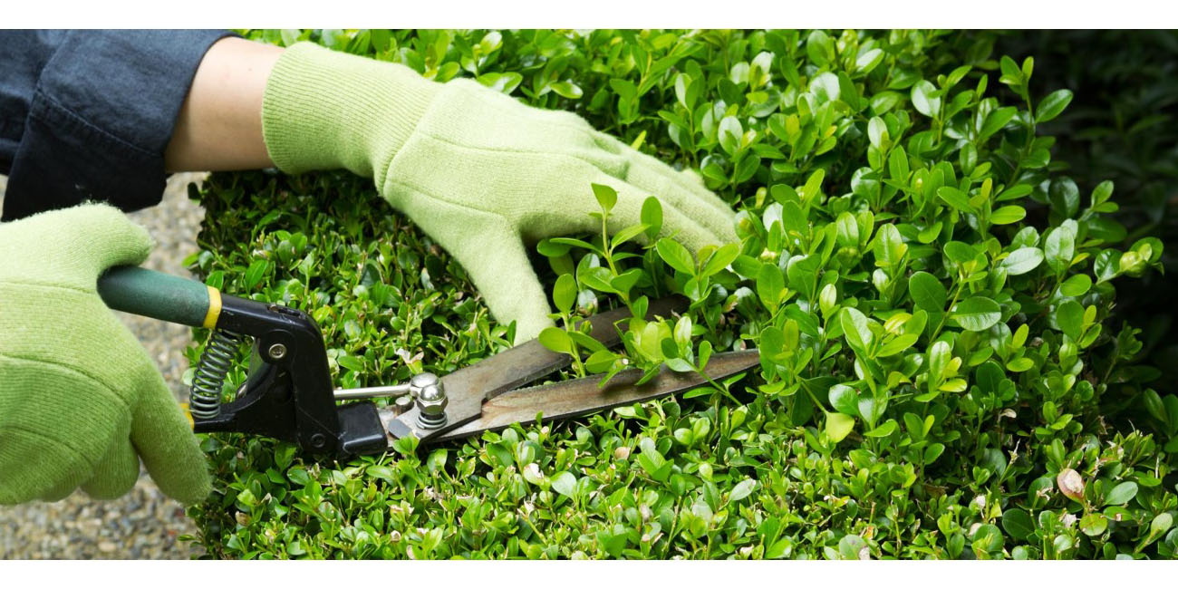 hân viên Trịnh Thập thực hiện dịch vụ bảo dưỡng cảnh quan định kỳ chuyên nghiệp.