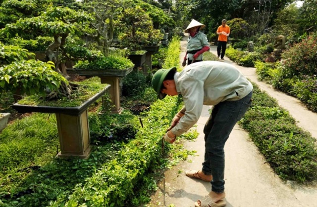 Nhân viên đang thực hiện giải pháp chăm sóc cây xanh tại Hà Nội.