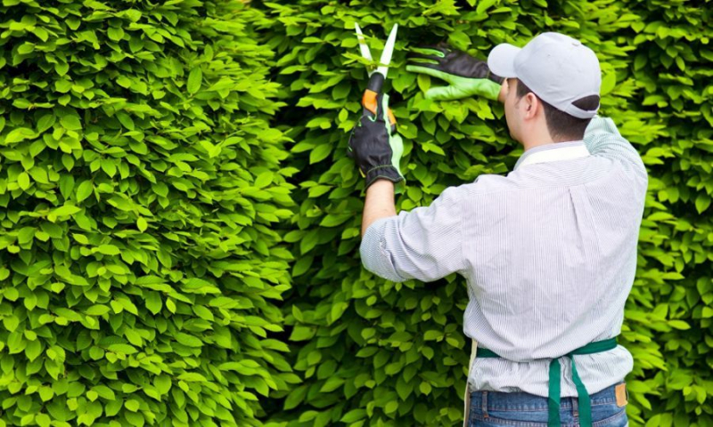 Giải pháp chăm sóc cây xanh tại Hà Nội cho các khu đô thị lớn chuyên nghiệp.