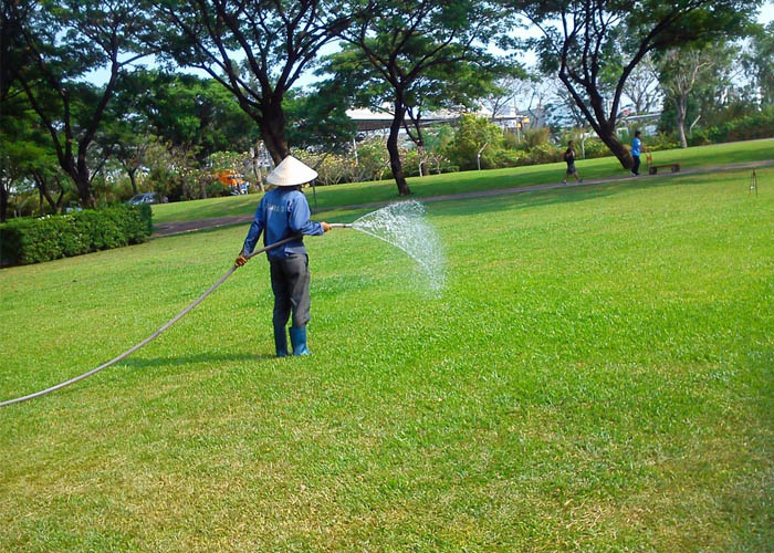 Phục hồi cây xanh suy yếu tại Hà Nội ngay lập tức