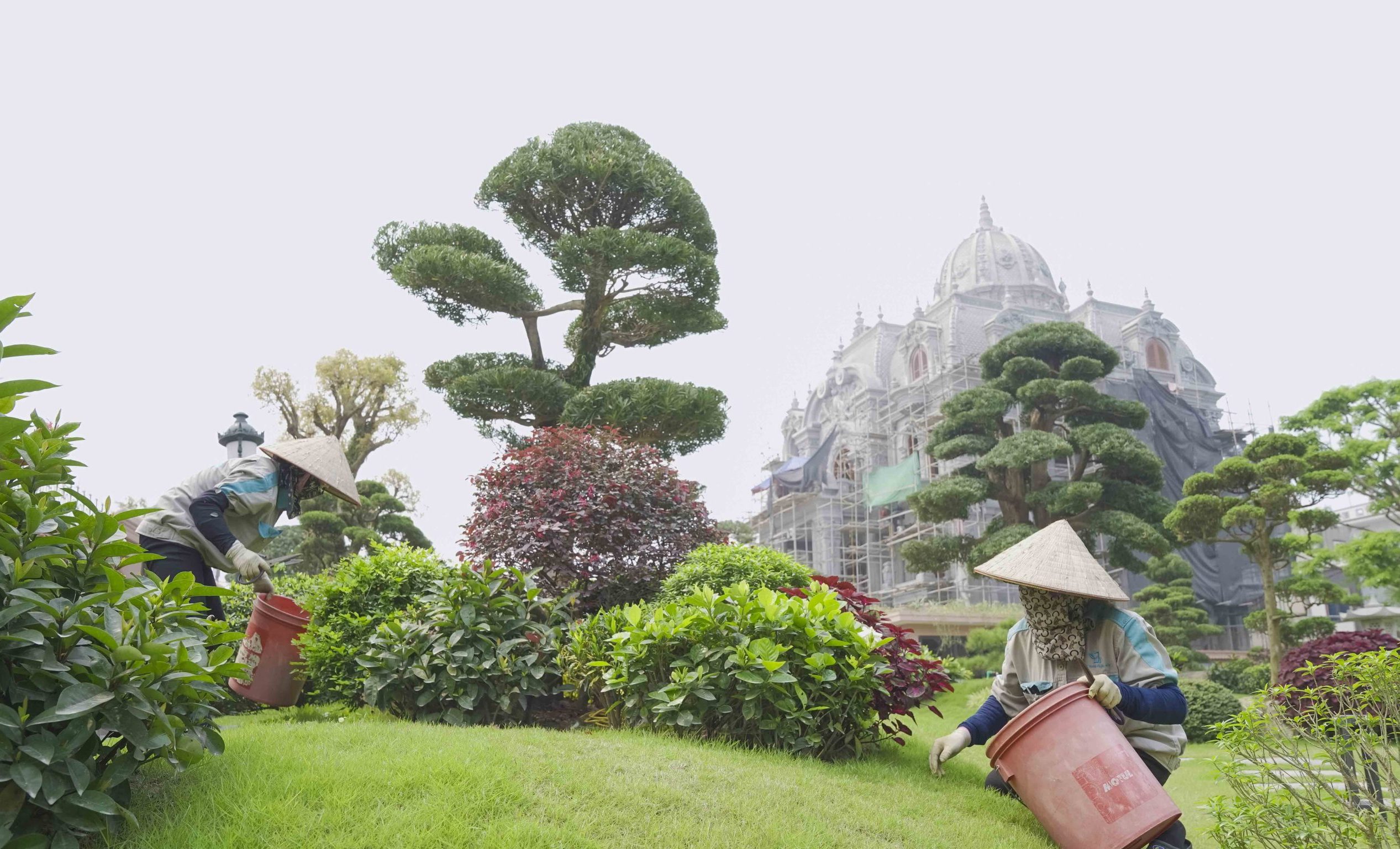 Phục hồi cây xanh suy yếu tại Hà Nội