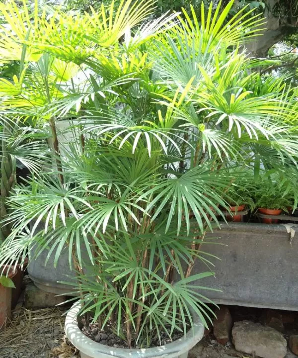 Trúc Mây Đài Loan