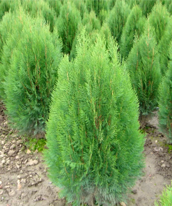 Cây Trắc Bách Diệp