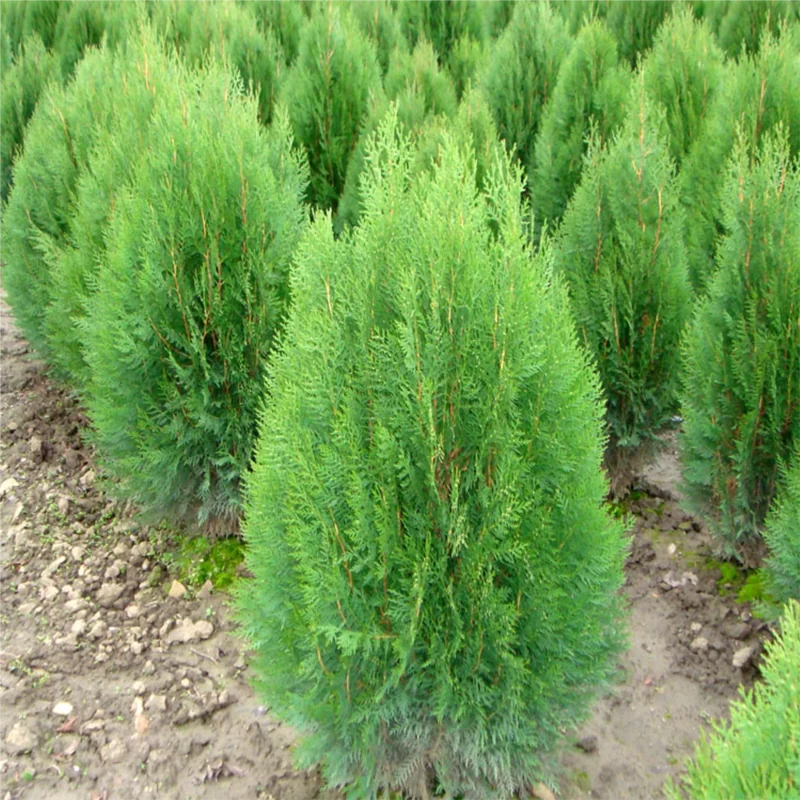 Cây Trắc Bách Diệp