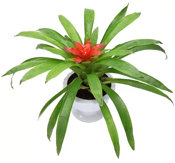 Dứa Nến Cảnh Đỏ