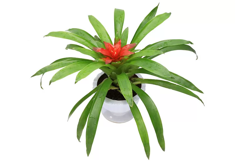 Dứa Nến Cảnh Đỏ