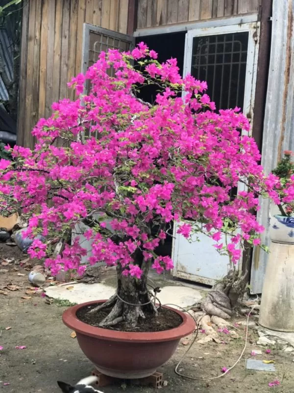 Cây Hoa Giấy