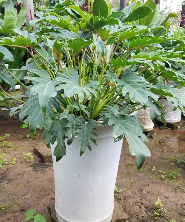 Cây Trầu Bà Tay Phật