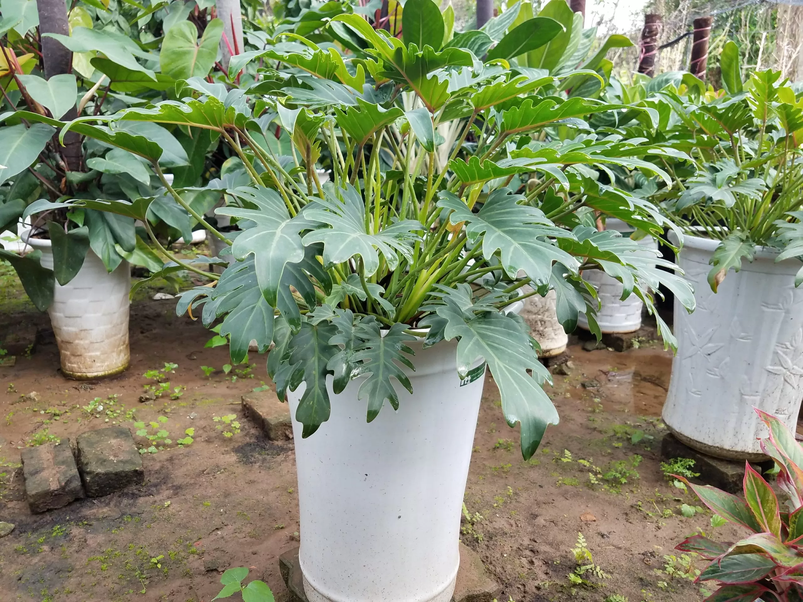 Cây Trầu Bà Tay Phật