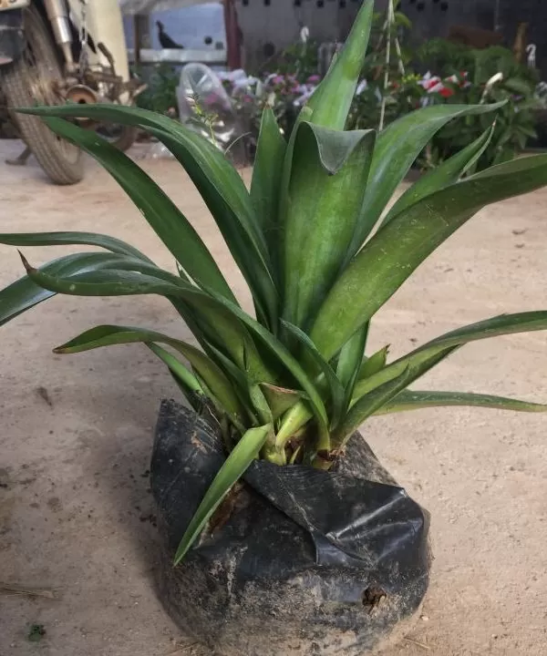 Cây Dứa Mỹ – Cây Ngọc Giá