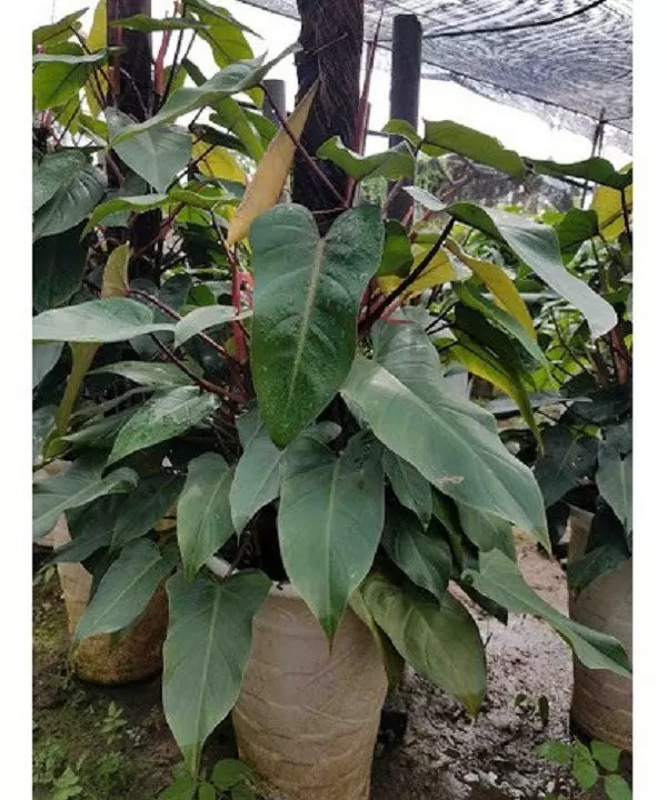 Cây Saphia – Hồng Diệp Môn