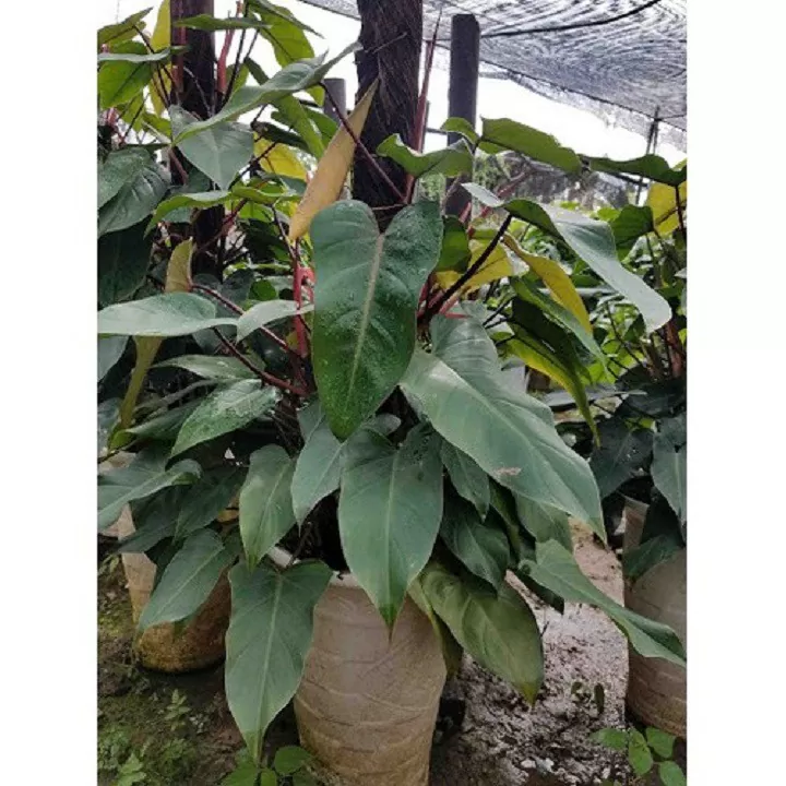 Cây Saphia – Hồng Diệp Môn