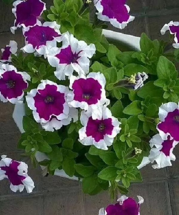 Cây Dạ Hải Yến