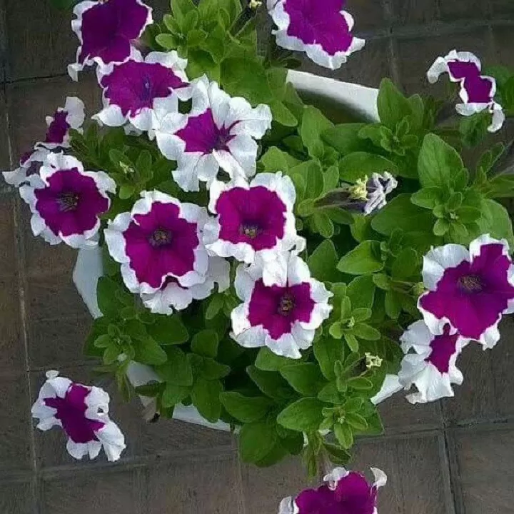 Cây Dạ Hải Yến