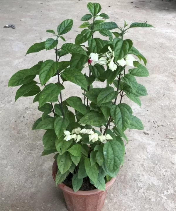 Hoa Én Bạc – Hoa Bướm Bạc Trắng