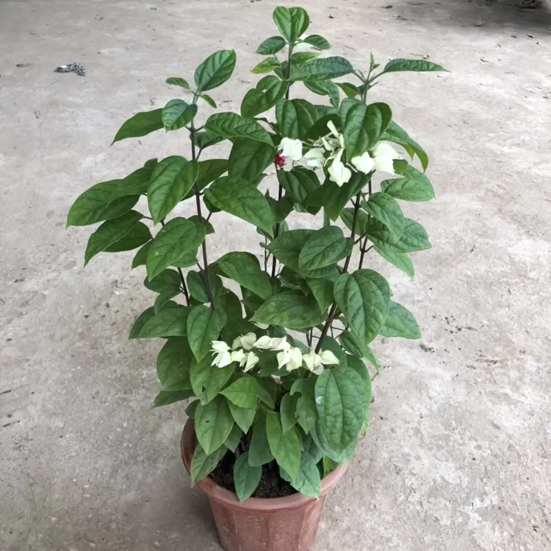 Hoa Én Bạc – Hoa Bướm Bạc Trắng