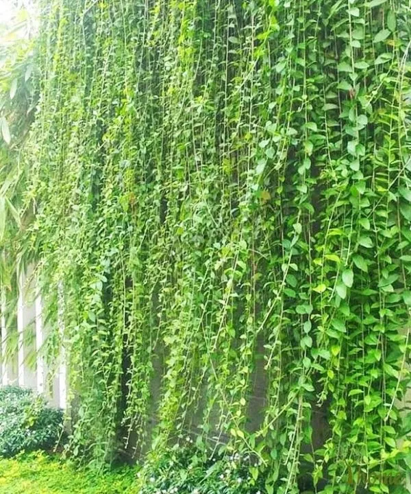 Cúc Tần Ấn Độ