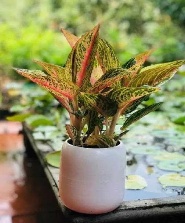 Cây Cung Điện Vàng