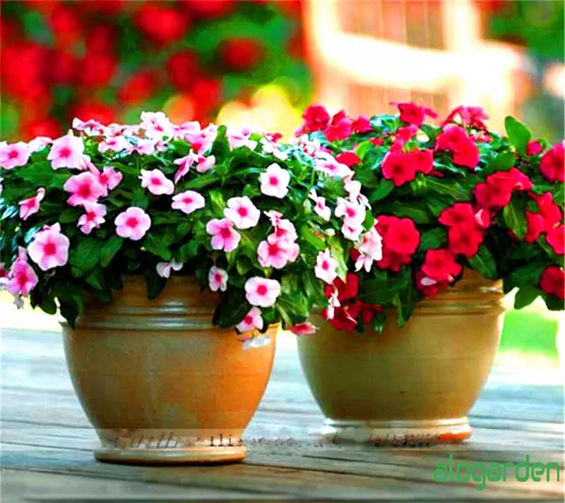 Cây Hoa Dừa Cạn