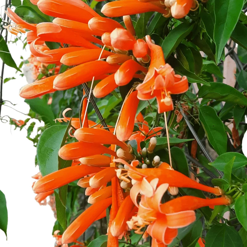 Hoa Chùm Ớt