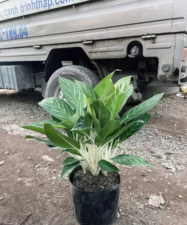 Cây bạch mã để bàn