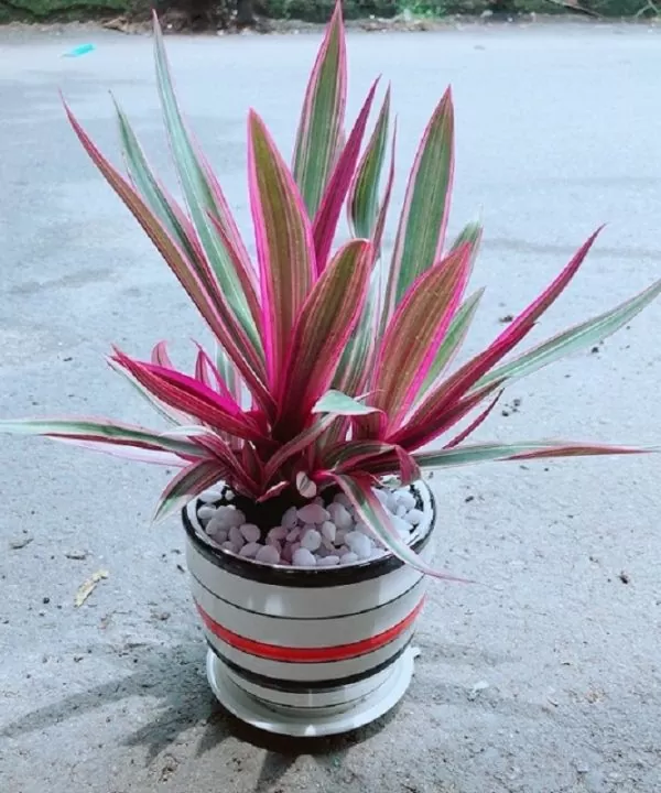 Cây Bẩy Sắc Cầu Vồng