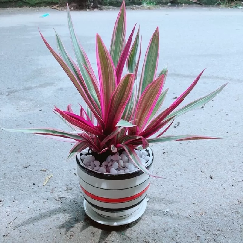 Cây Bẩy Sắc Cầu Vồng