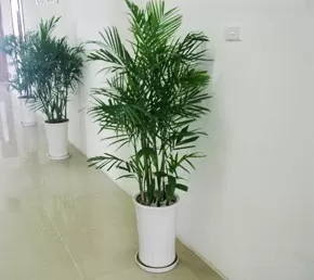 Cây Cau Hawai