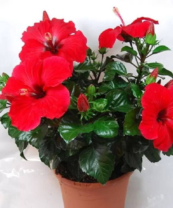 Cây Hoa Dâm Bụt Thái