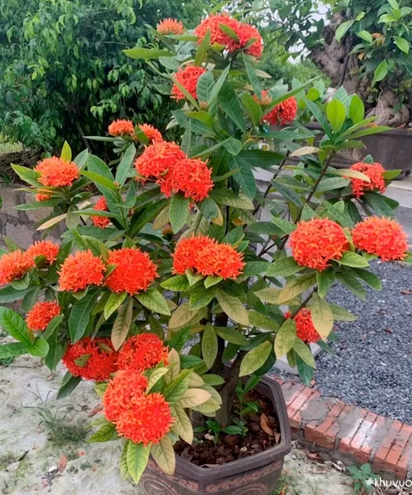 Cây Hoa Mẫu Đơn