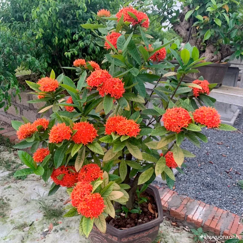 Cây Hoa Mẫu Đơn