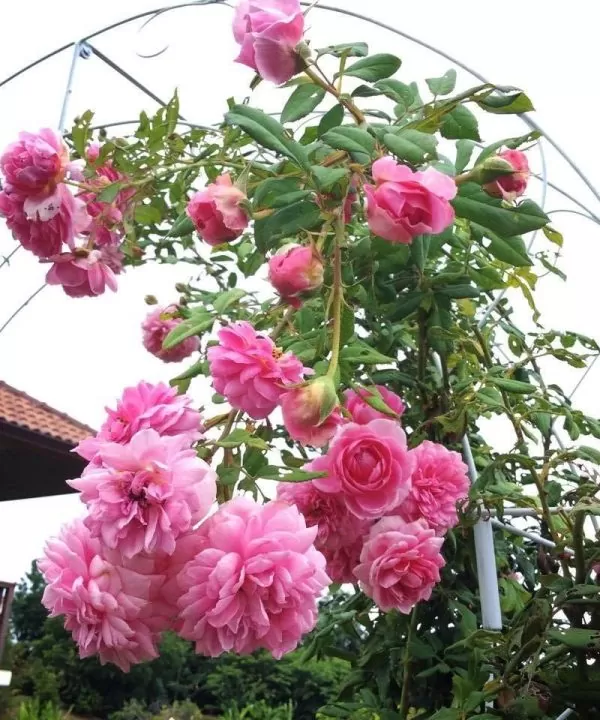 Dây Hồng Leo Tường Vi