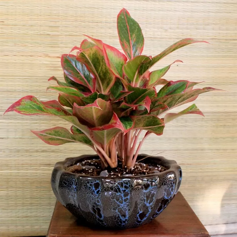 Cây Phú quý để bàn