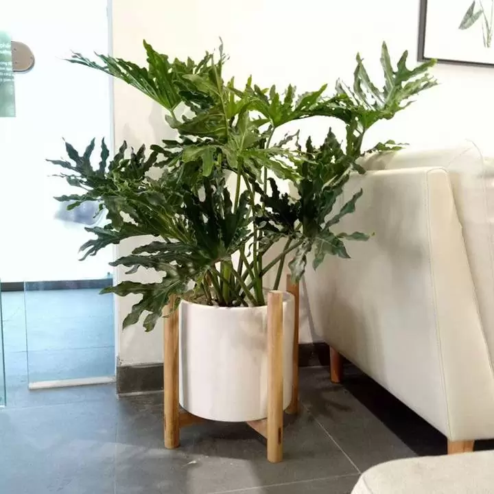 Cây trầu bà thanh xuân