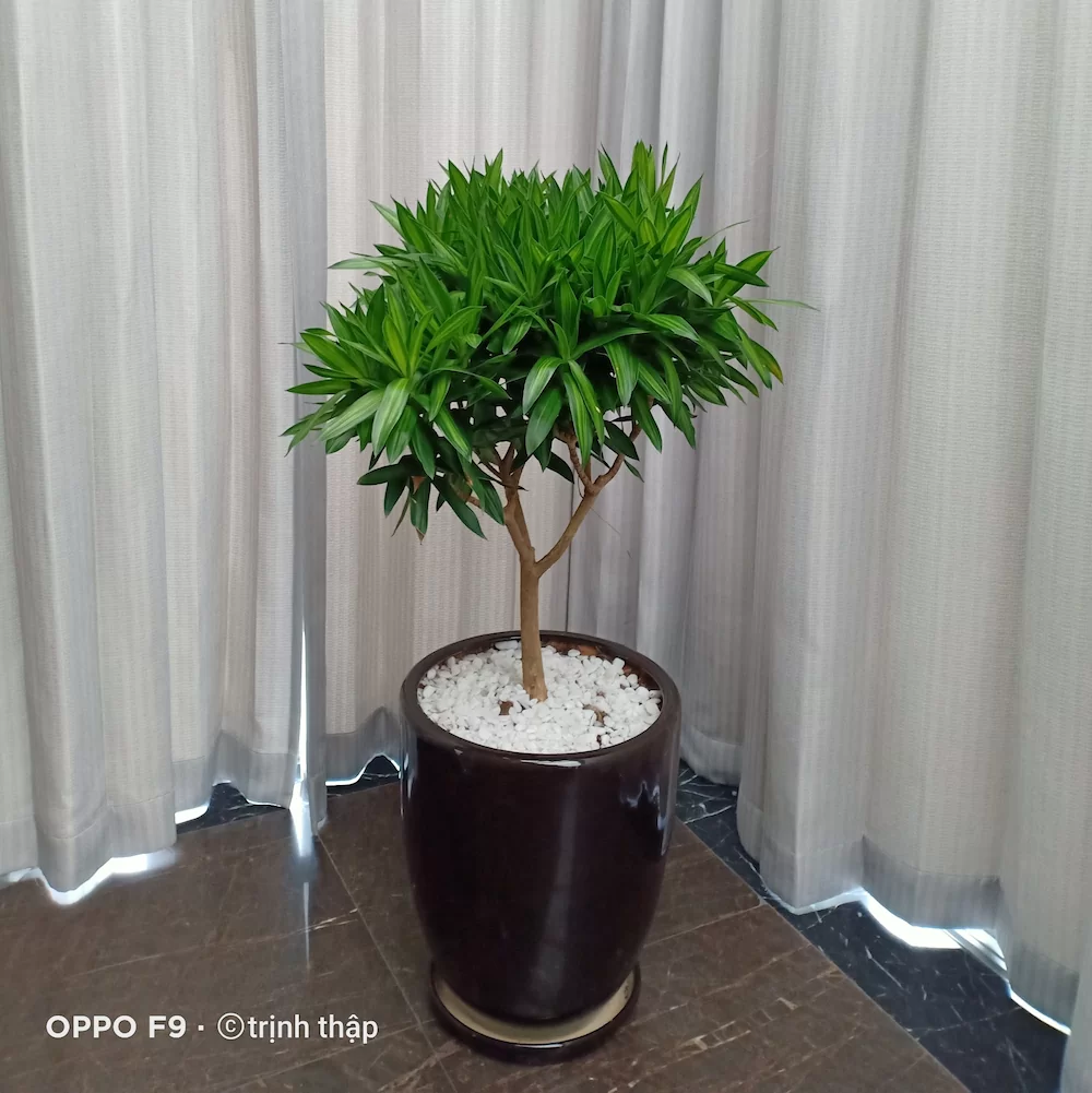 Cây trúc bách hợp