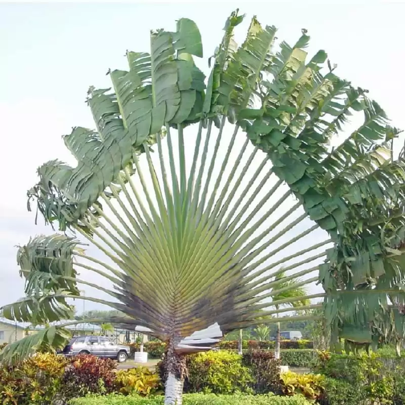 Cây Chuối rẻ quạt